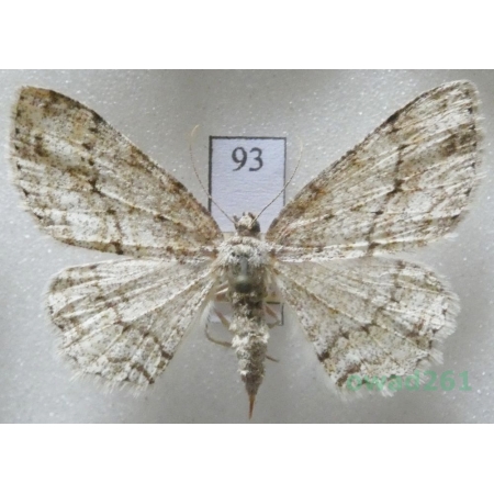 Ectropis crepuscularia (Denis & Schiffermüller, 1775) Czech93